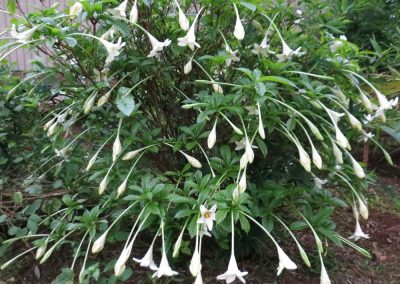 te-pu-atitia-jardin-centre-atitia-10