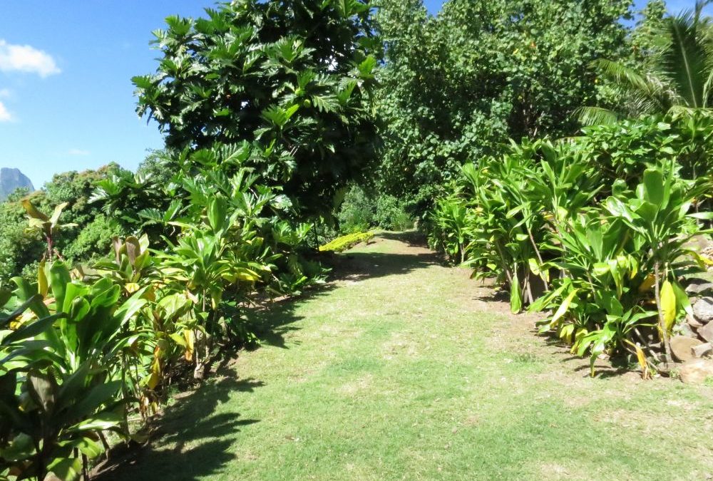 Jardin du centre Atitia