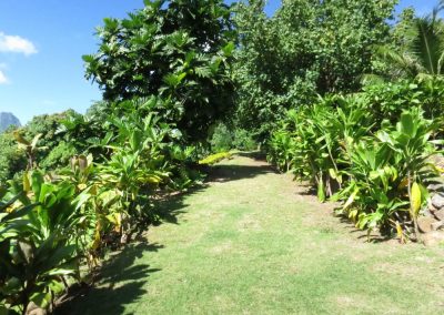 te-pu-atitia-jardin-centre-atitia-11