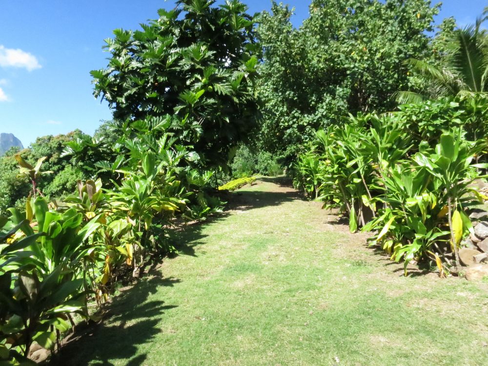 te-pu-atitia-jardin-centre-atitia-11