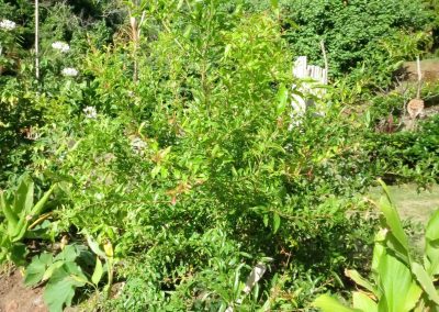 te-pu-atitia-jardin-centre-atitia-16
