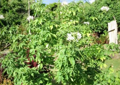 te-pu-atitia-jardin-centre-atitia-17