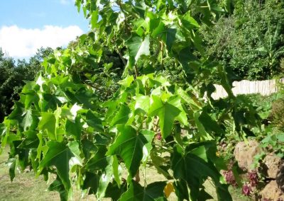 te-pu-atitia-jardin-centre-atitia-18