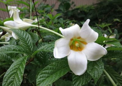 te-pu-atitia-jardin-centre-atitia-9