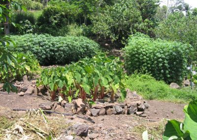 te-pu-atitia-jardin-du-centre-atitia-1