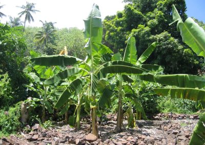 te-pu-atitia-jardin-du-centre-atitia-2