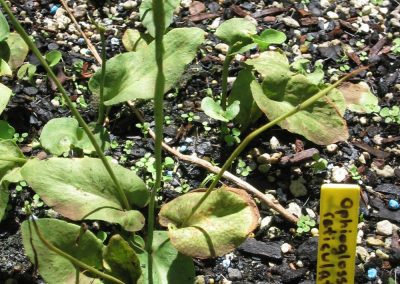 te-pu-atitia-plantes-medicinales-1