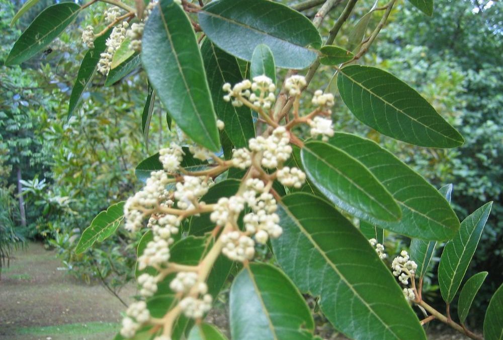 Plantes médicinales