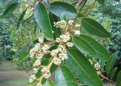 te-pu-atitia-plantes-medicinales-2