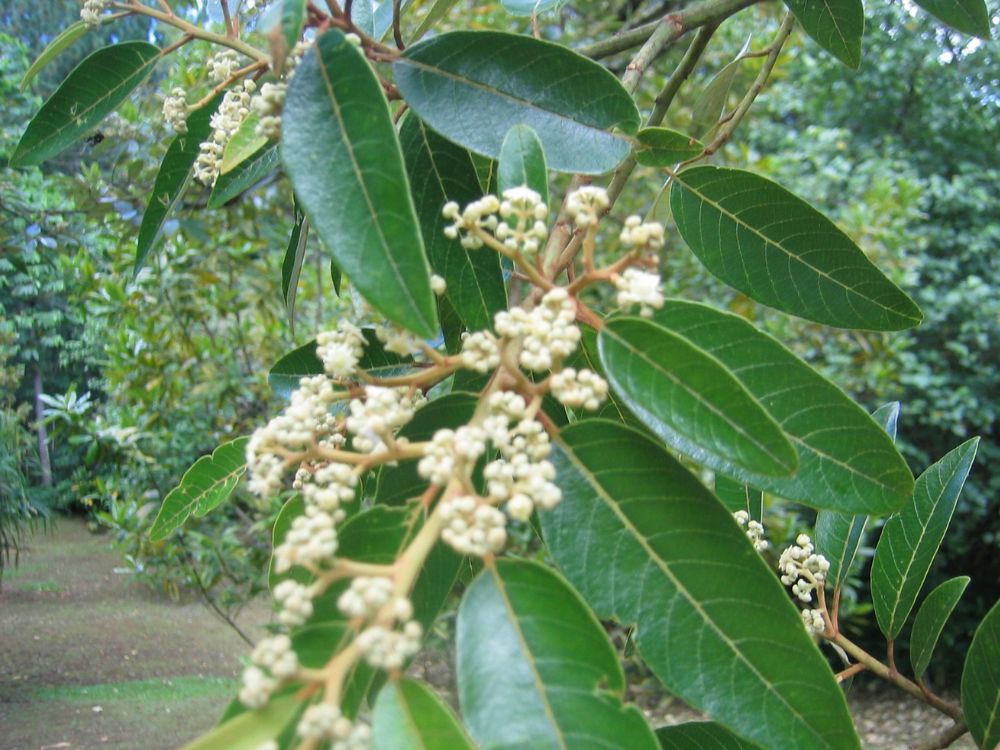 te-pu-atitia-plantes-medicinales-2