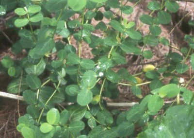 te-pu-atitia-plantes-medicinales-3